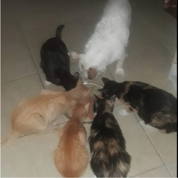 MY PUPPY SOLOVENO - Picture 3 of 4